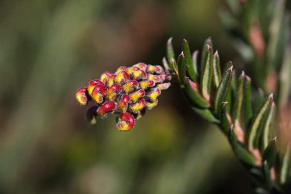 Grevillea In Fireworks by Joy Watson